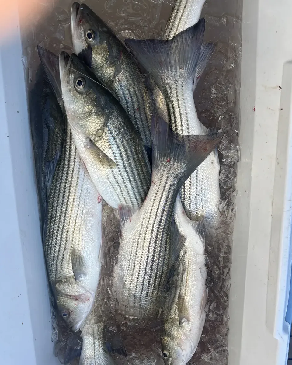 Striped bass packed in a charter boat catch box
